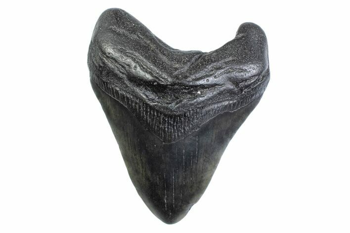 Fossil Megalodon Tooth - South Carolina #371833